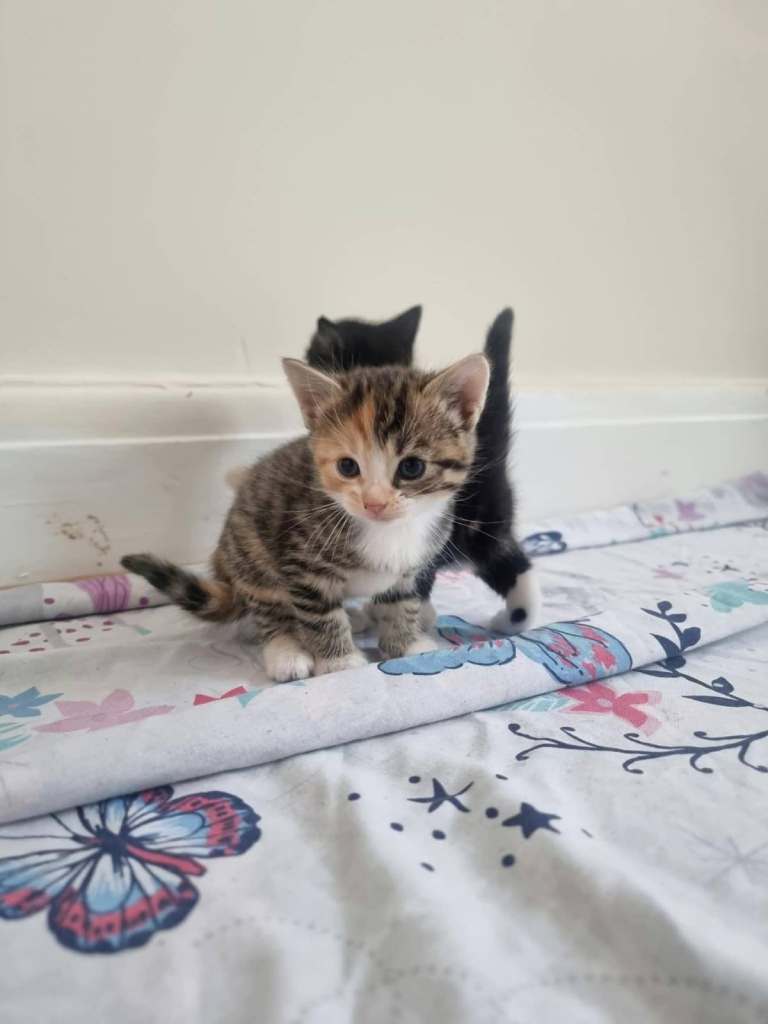 Adorable kittens 