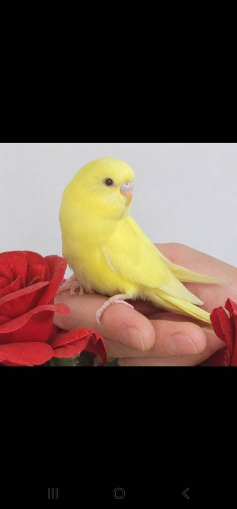 Handreared budgies for sale