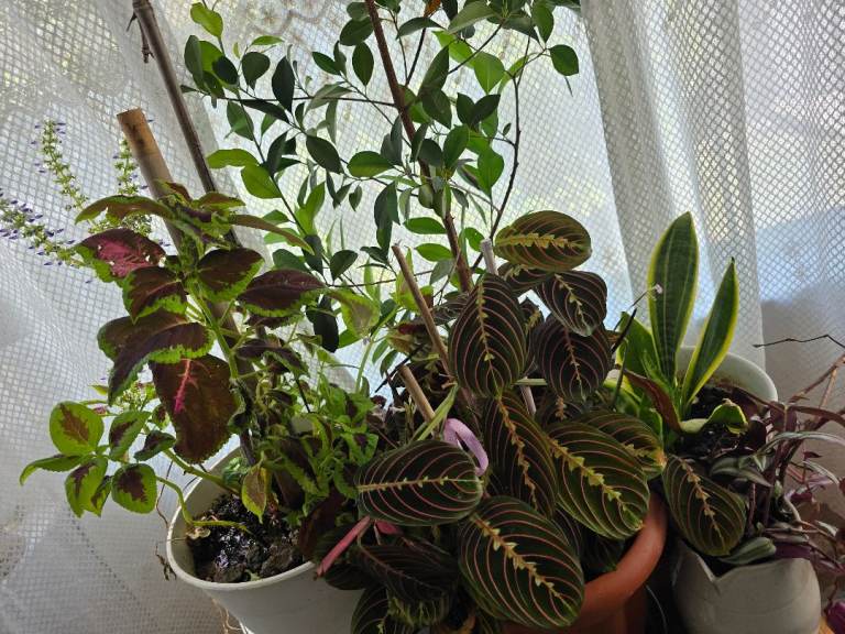 House plants 