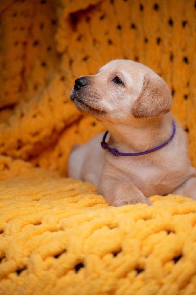 Final 4 Labrador Boys – Ready NOW – Family Raised