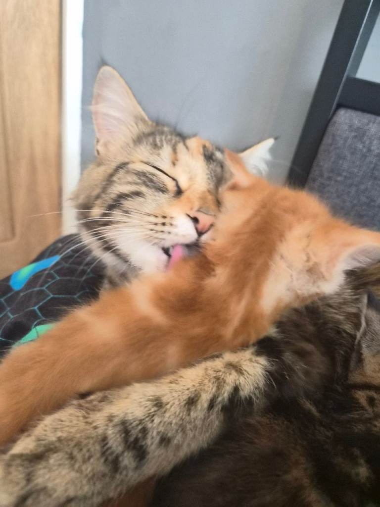 Kittens