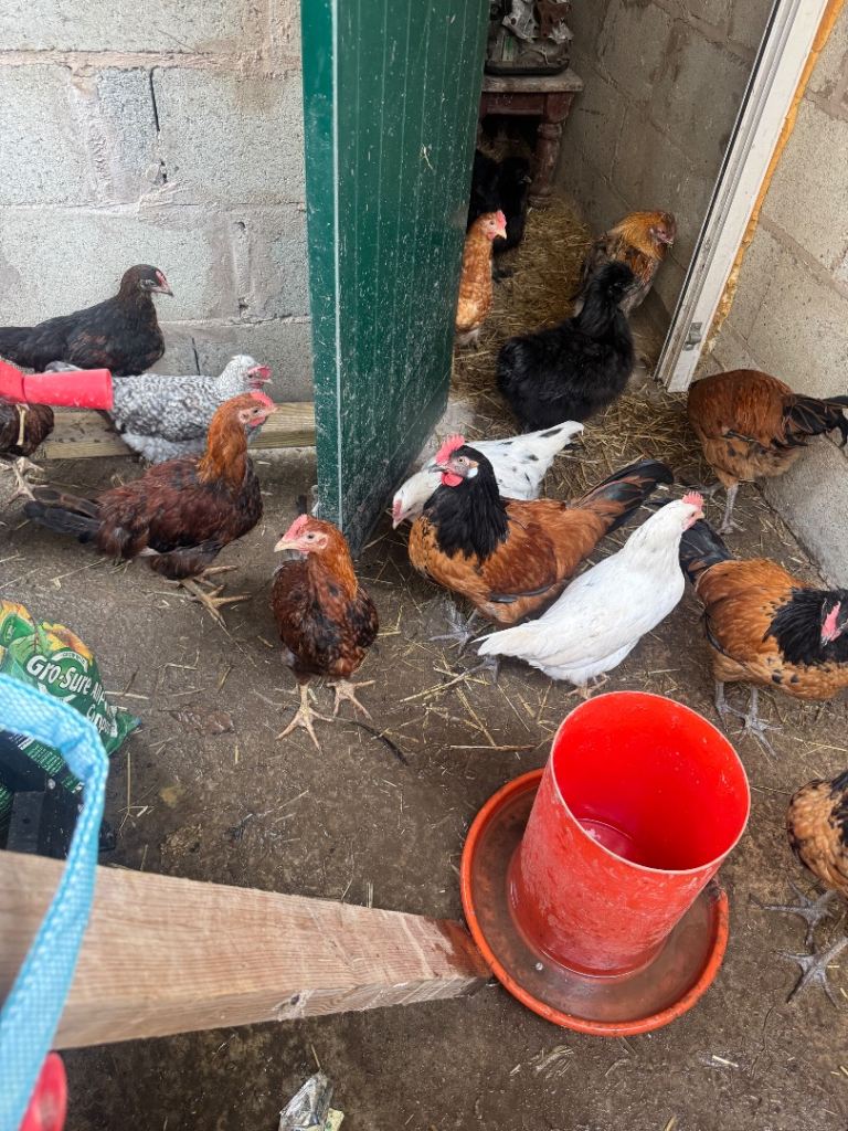 Various Breeds of Chickens and Hens for Sale