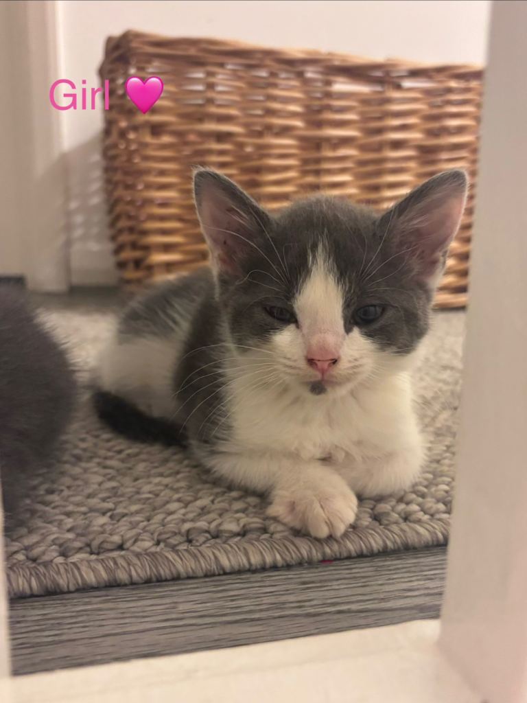 Beautiful grey & white kittens 