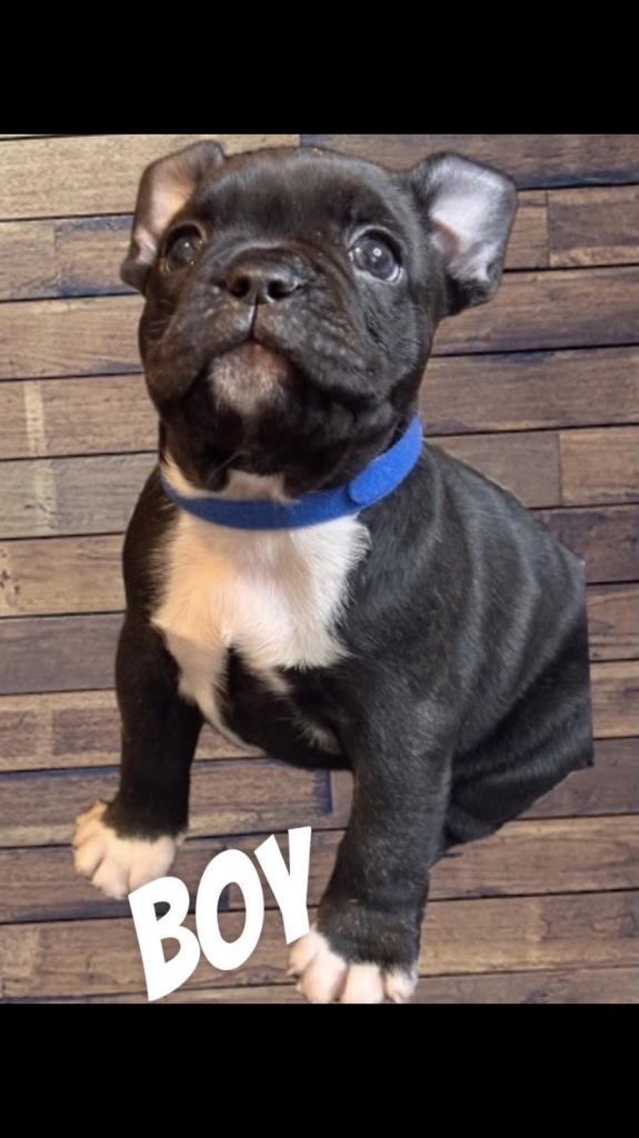 French Bulldog Puppy