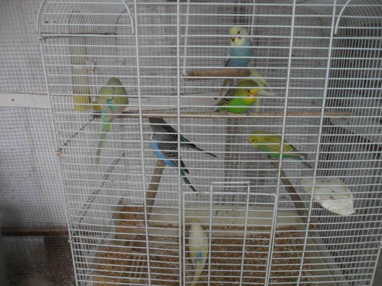 BEAUTIFUL BABY BUDGIES