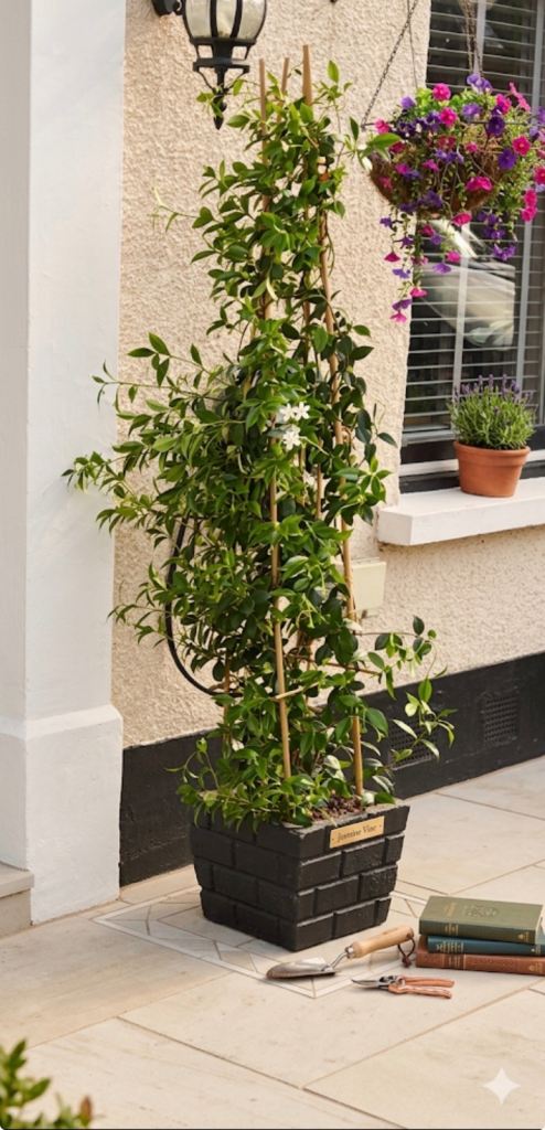 🌸 Star Jasmine Trees Mature  in Heavy Pots – Pair Available! 🌸