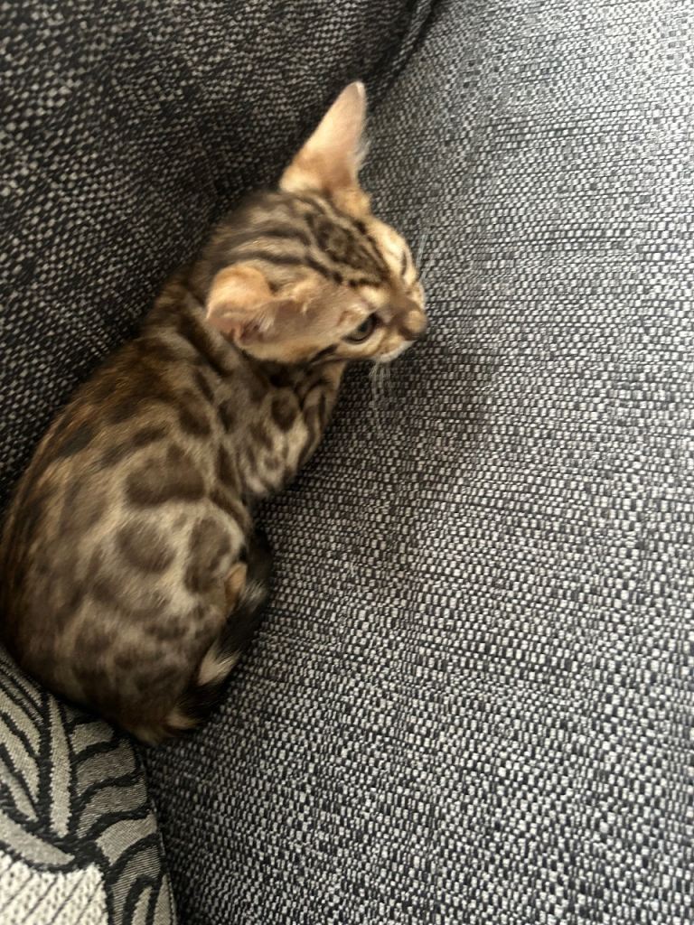 Bengal male kitten