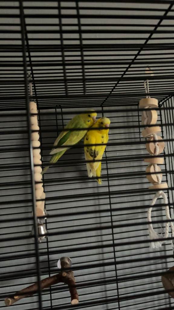 2 budgies 