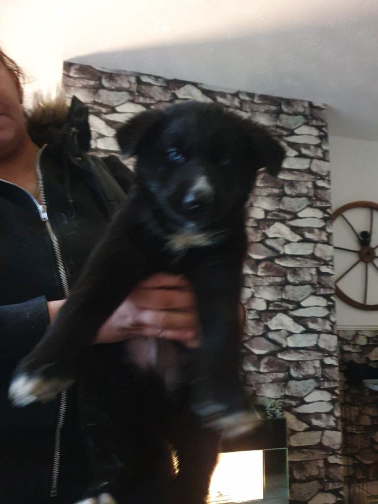 💞💞Stunning Shepskey puppy 🥰🥰