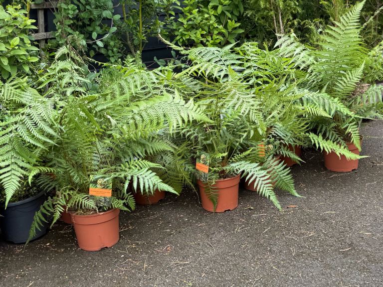 Tree ferns,  Evergreen Polystichum ferns , and Evergreen jasmine , large selection of plants 