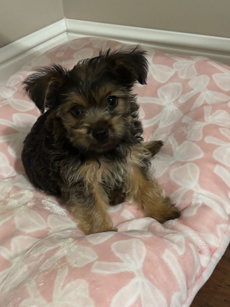 Yorki puppy 