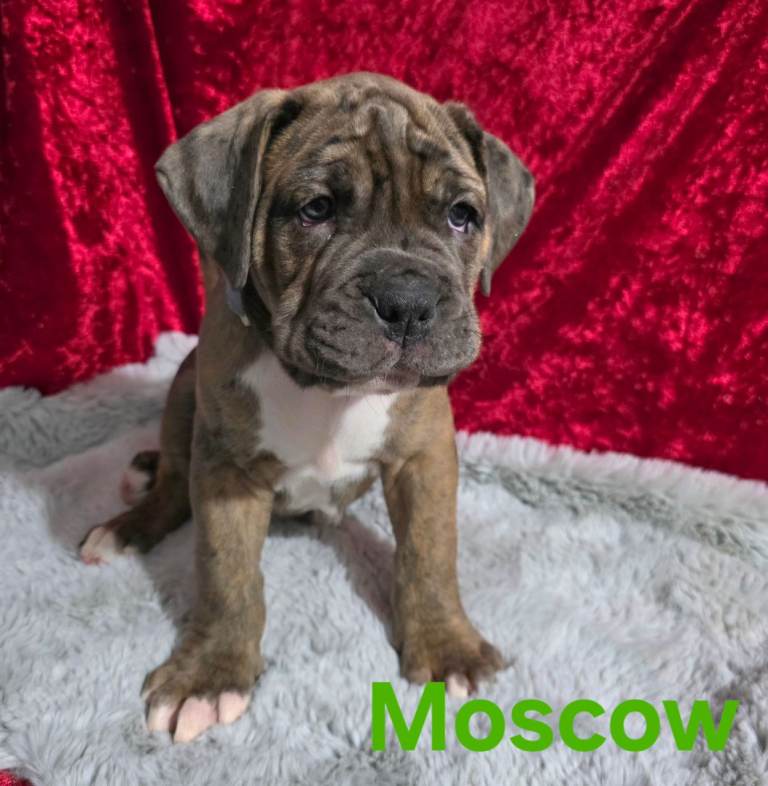 Boxer cross Neapolitan mastiff mix