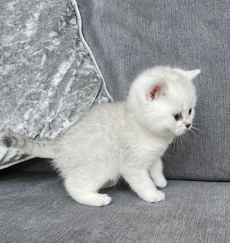 Pedigree British Short Hair Kittens
