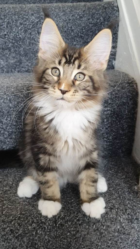 TICA reg pure maine coons