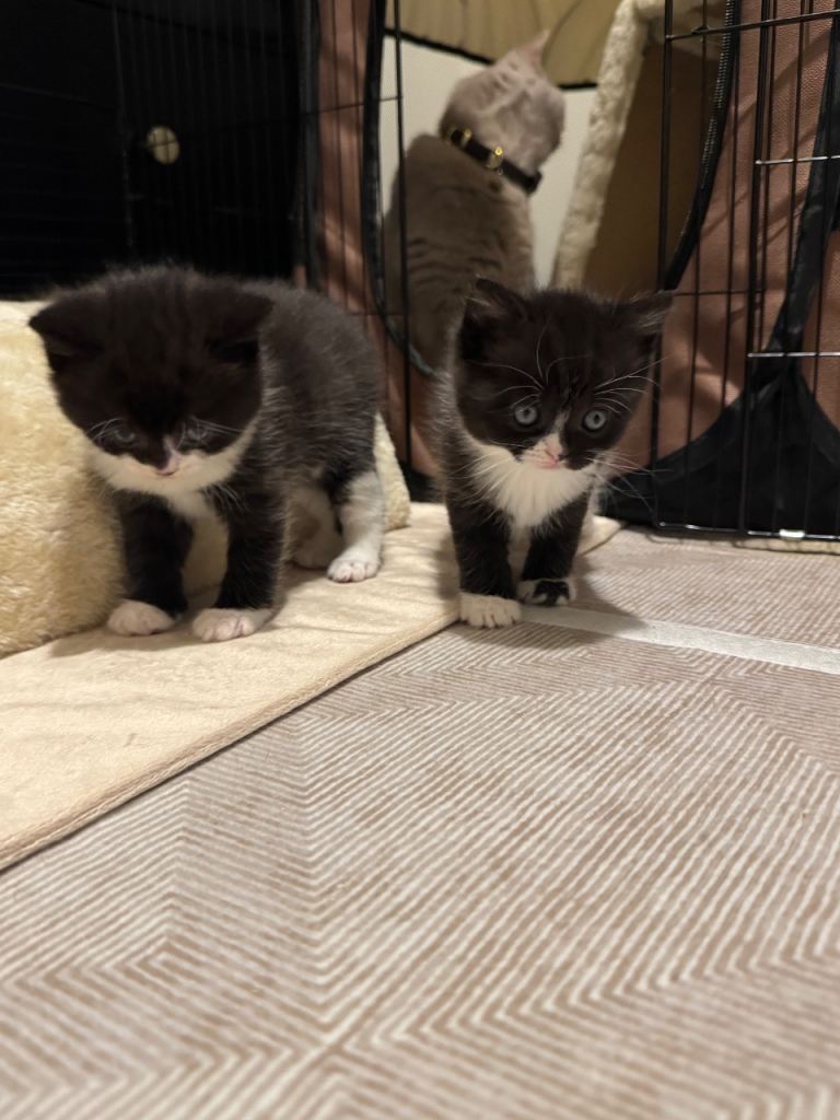 British Shorthair Kittens 