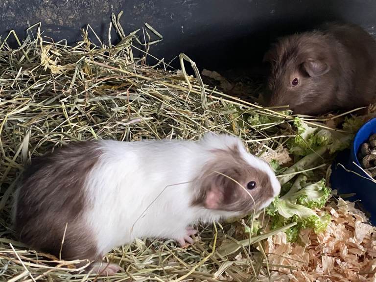 2 gorgeous baby boy guinea pigs looking for their new forever home