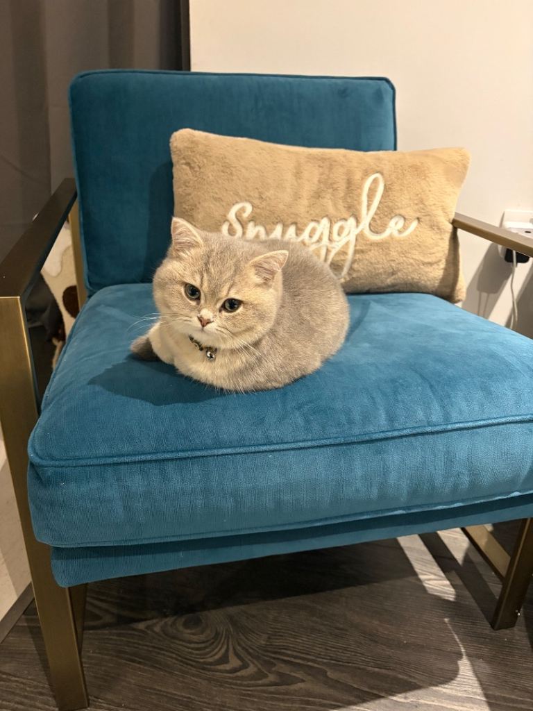 British short hair blue golden 