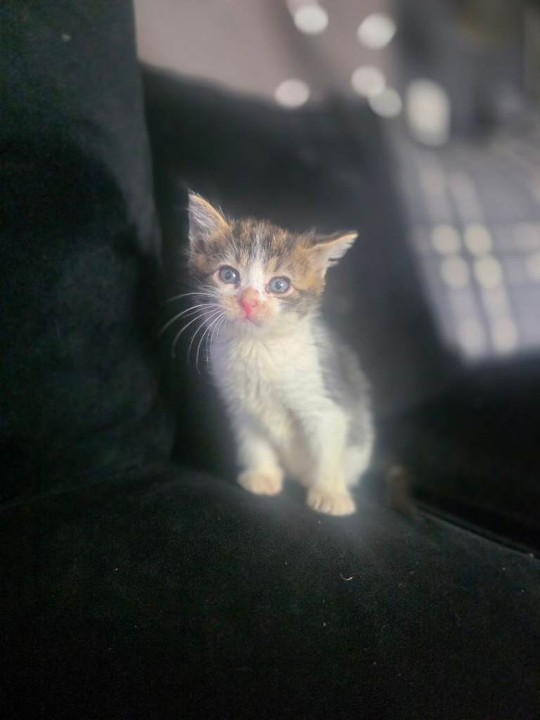Kittens