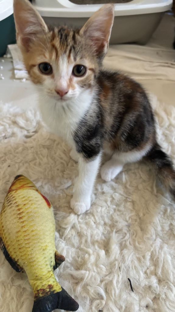 2 cutes kitten 