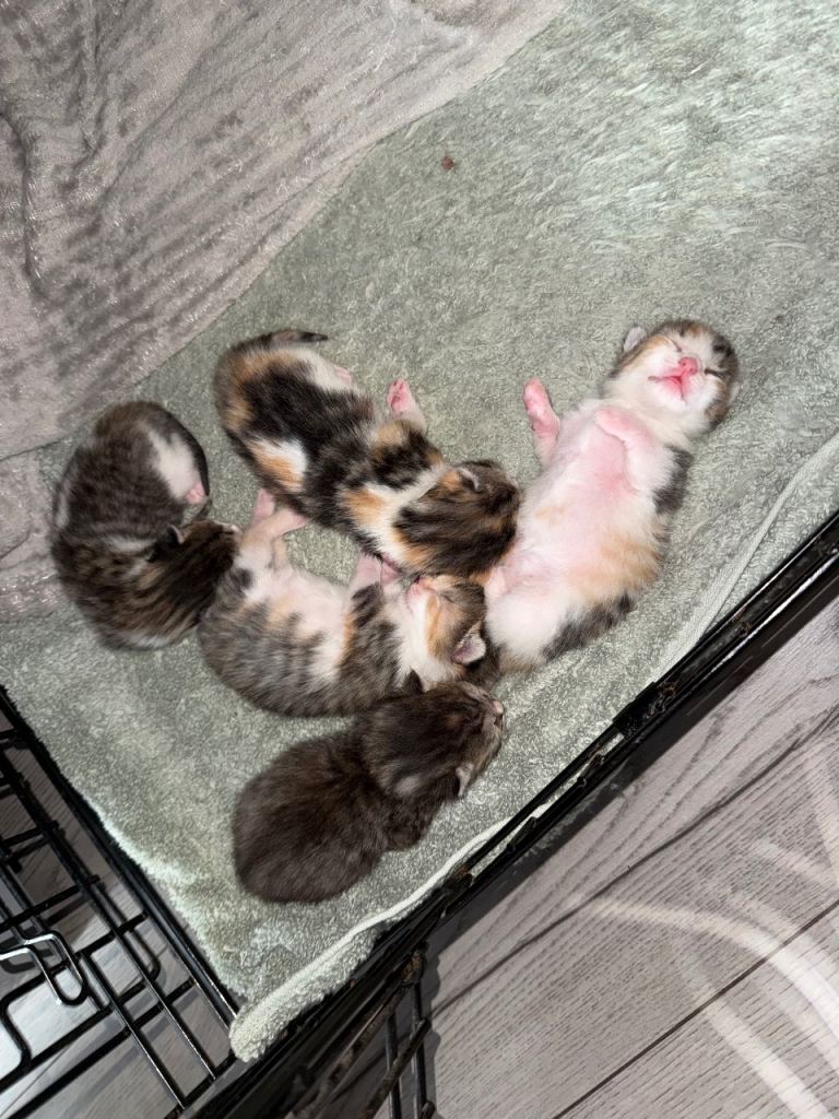 Tabby/mixed kittens
