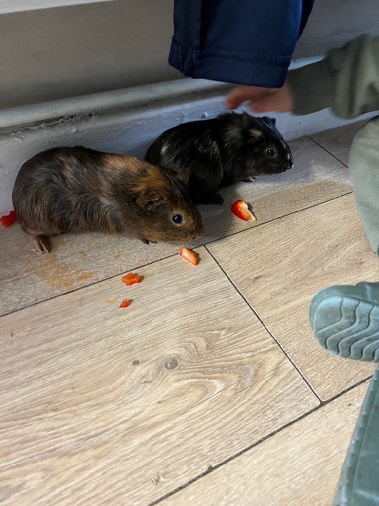 Guinea pigs hutch and everything needed