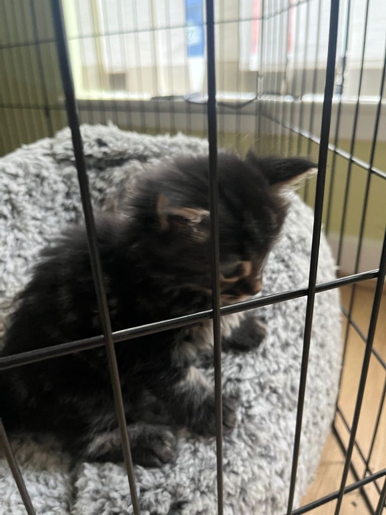 Maine coon x Ragdoll breed kittens for sale