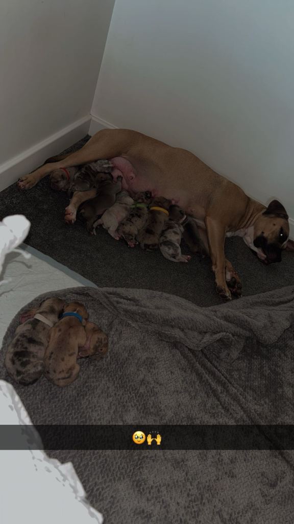 Outrageous puppies