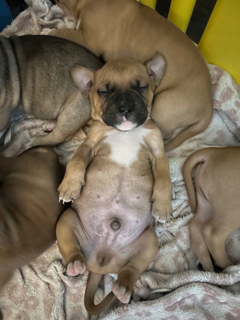 bully pups looking for forever home 