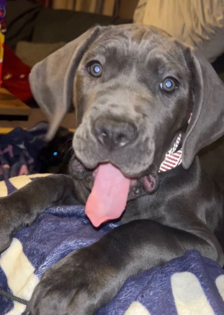 cane corso puppy