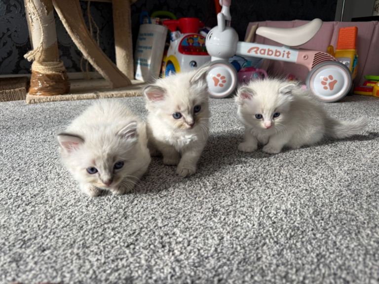 Beautiful Ragdoll Kittens 