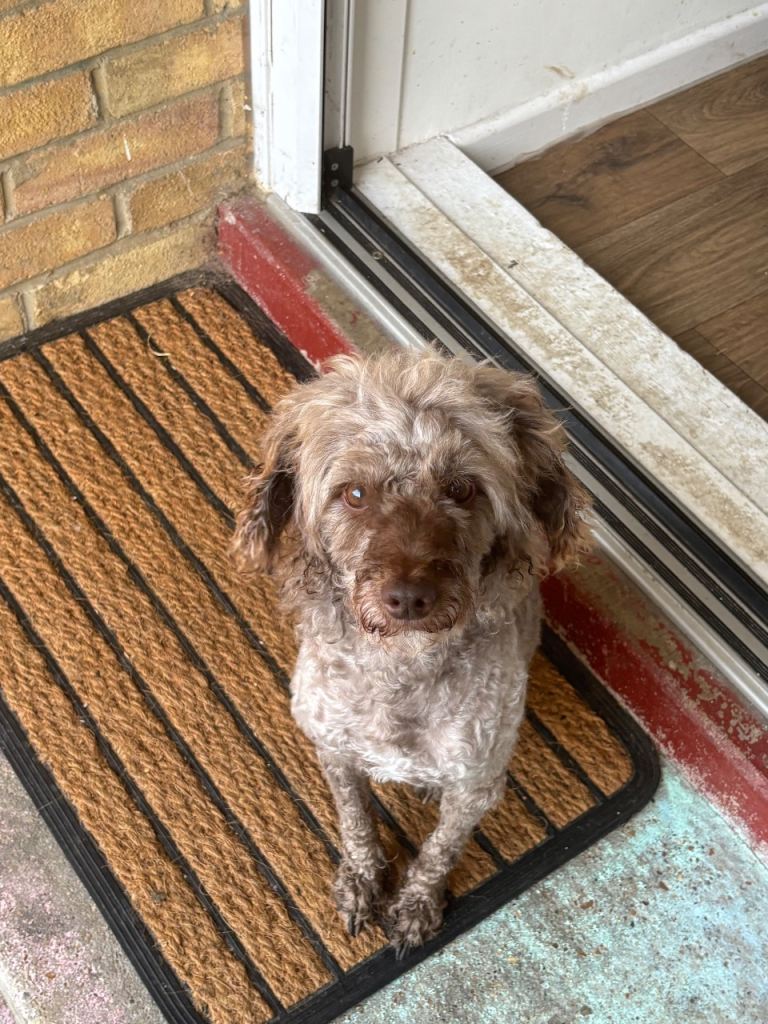 Miniature poodle