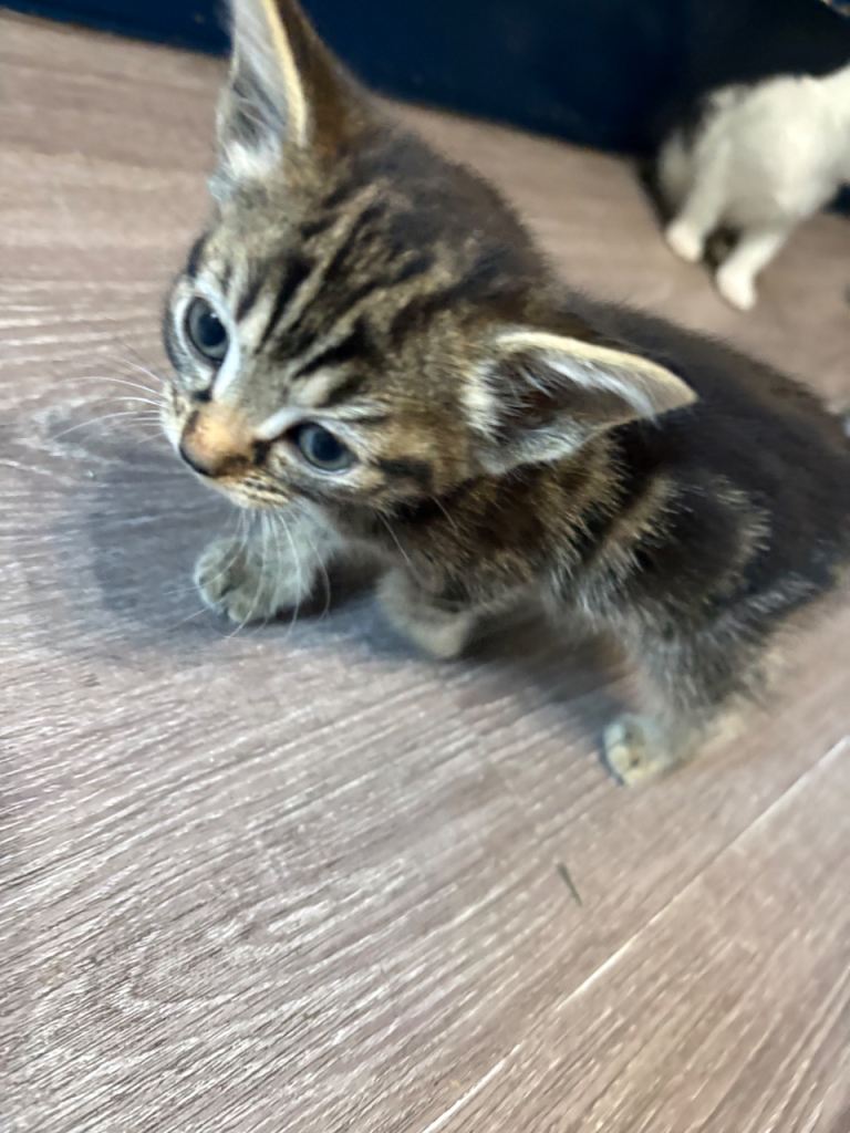 Kittens For Sale 