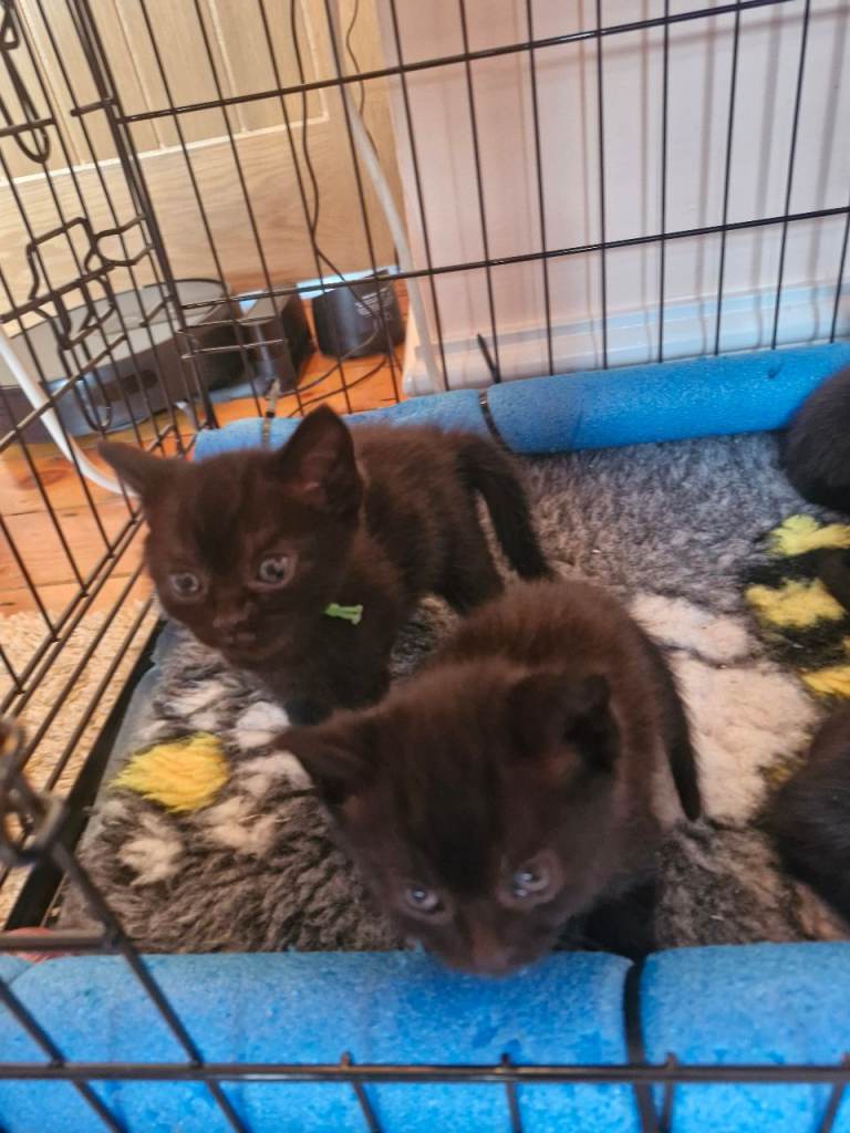 British Short Haired kittens 3 boys 3 girls