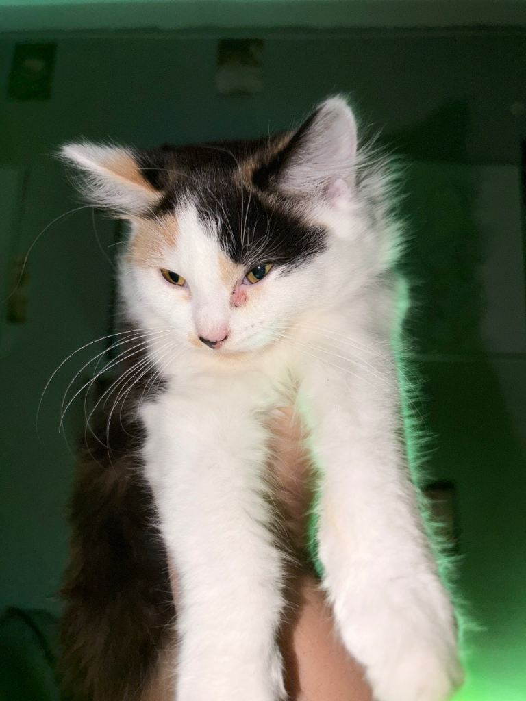 Female Callie Kitten 4 months 