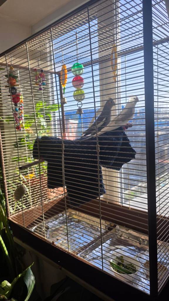 Tamed Cockatiel pair 
