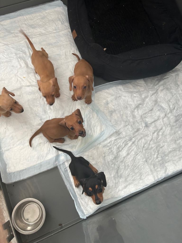 Miniature dachshund puppies 