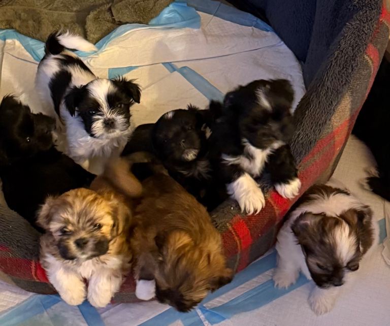 Pure bred Lhasa Apso puppies
