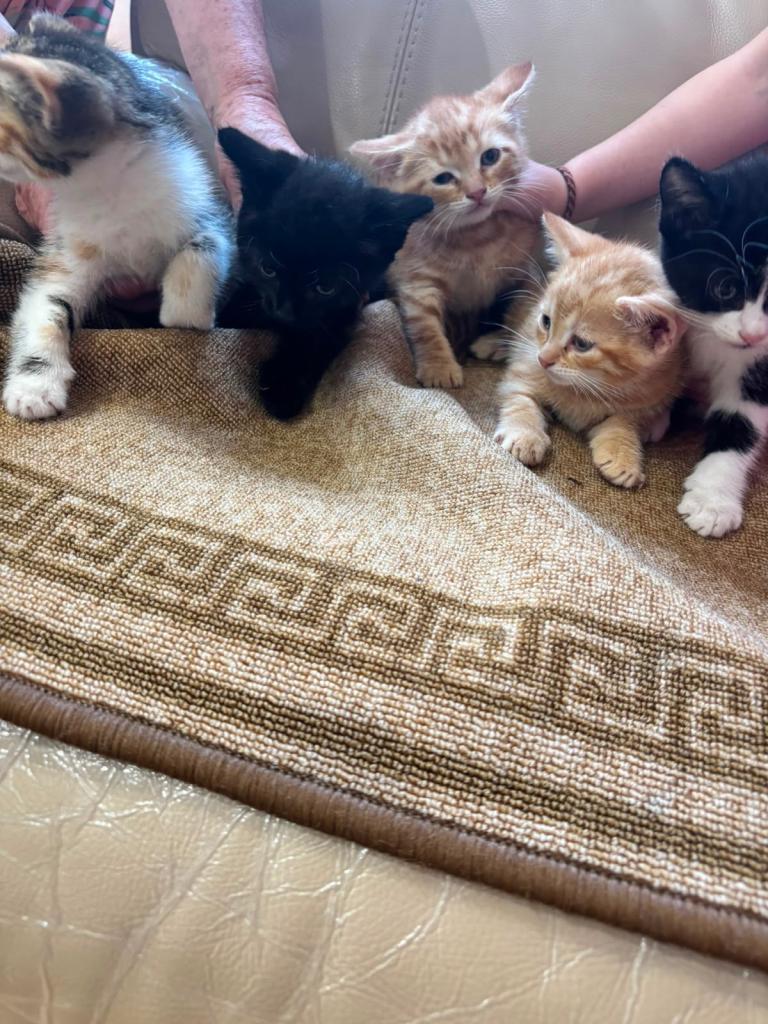 Kittens domestic shorthair 