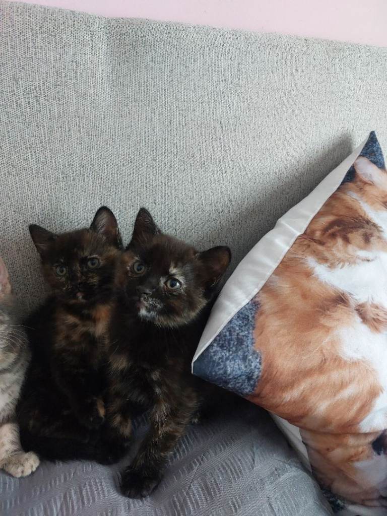Female tortoiseshell kittens 