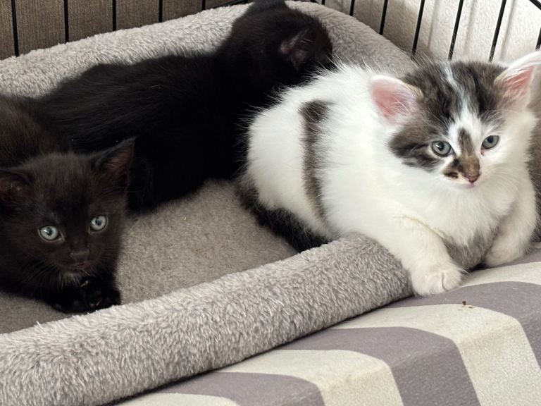 Beautiful kittens