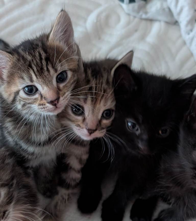 3 Beautiful Kittens For Sale 