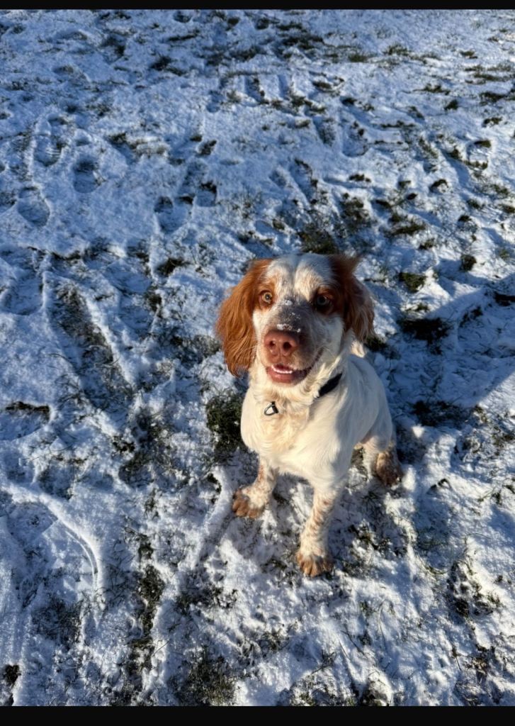 Spaniel 