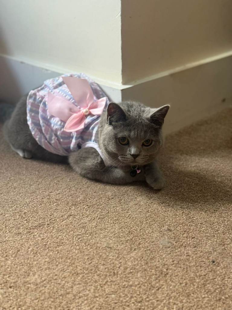 British Shorthair Girl Kitten
