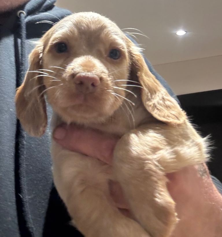 Cocker spaniel puppy