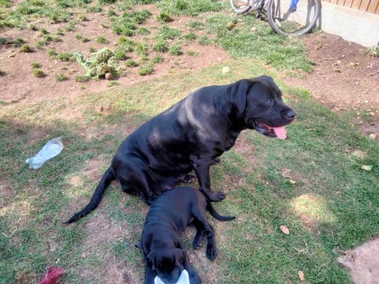 Cane Corso puppies