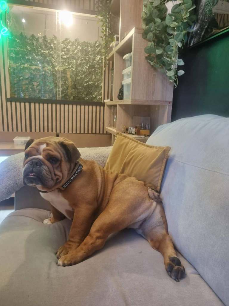 Gorgeous male british bulldog 