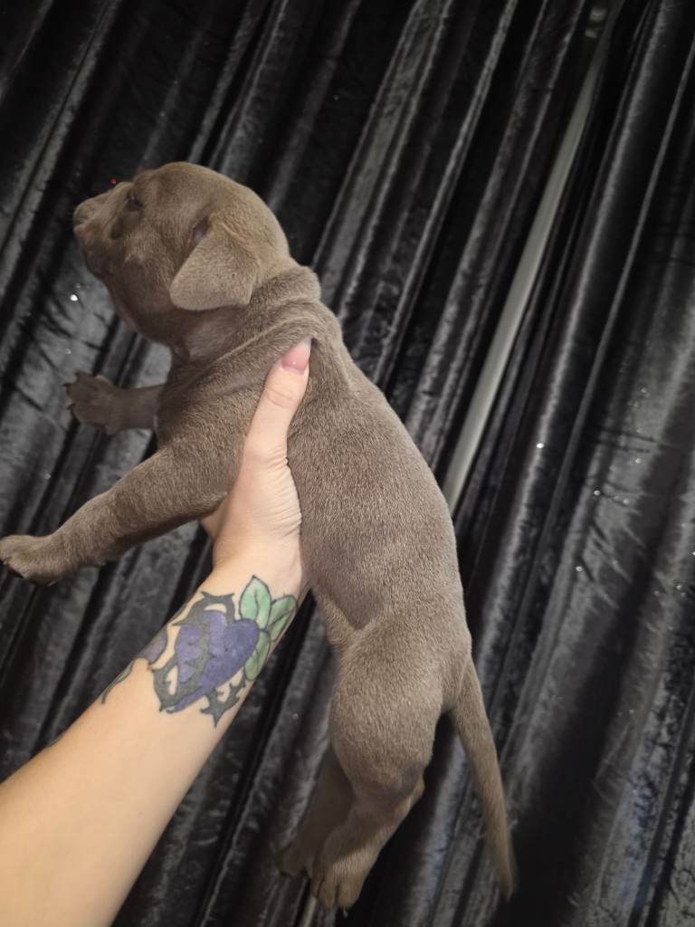 Pocket bully x old english bulldogge 