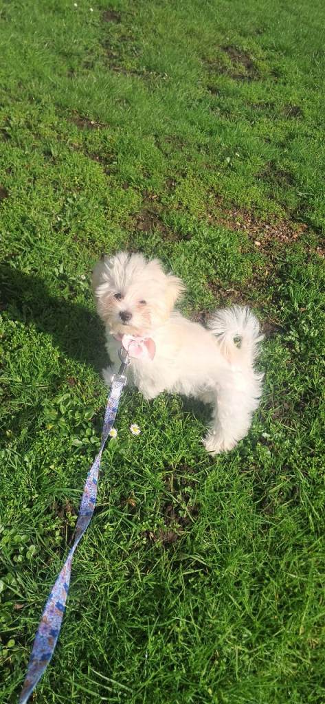 Maltese Bichon for sale