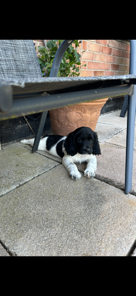 English springer spaniels 