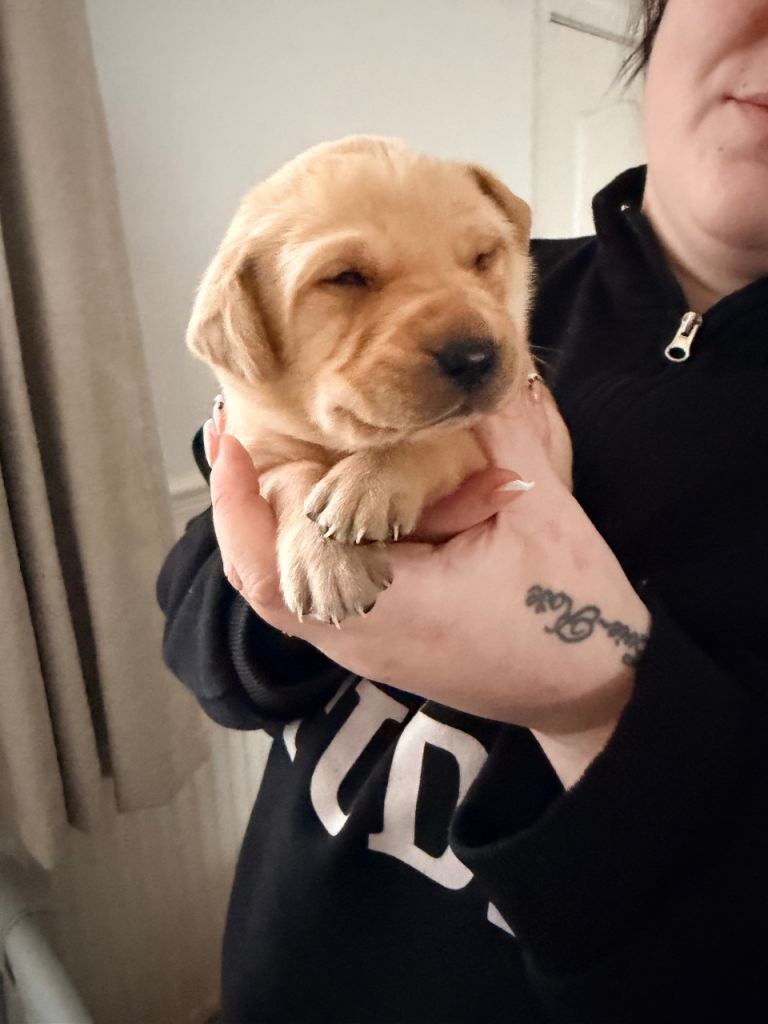 One beautiful Labrador boy left 